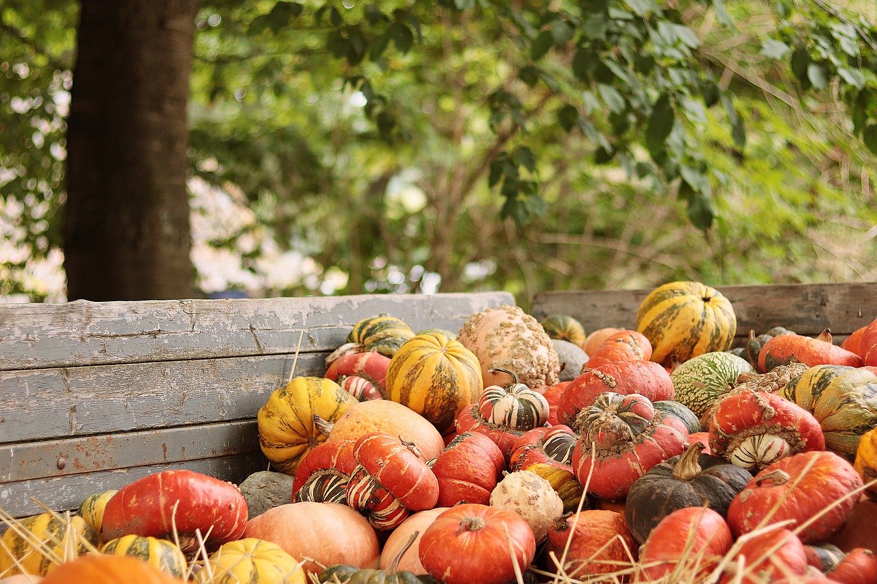 Organic Gardening Tips for Beginners